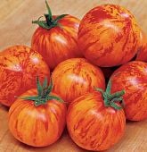 Bi Color Tomato